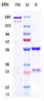 Galiximab Chimeric Recombinant Human Monoclonal Antibody