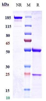 Her-2 (ErbB2) (Coprelotamab Biosimilar) Recombinant Human Monoclonal Antibody