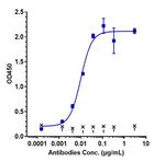 Cudarolimab Recombinant Human Monoclonal Antibody