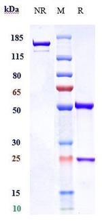 CD3 (Visilizumab Biosimilar) Antibody in SDS-PAGE (SDS-PAGE)