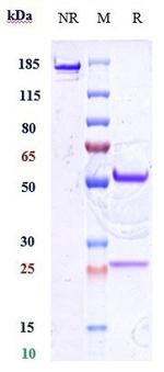 CD34 (Biosimilar) Recombinant Human Monoclonal Antibody