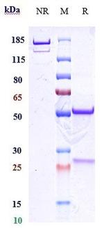 CD38 (Felzartamab Biosimilar) Recombinant Human Monoclonal Antibody