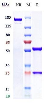 Isatuximab Humanized Recombinant Human Monoclonal Antibody