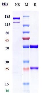 CD38 (Mezagitamab Biosimilar) Antibody in SDS-PAGE (SDS-PAGE)