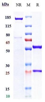 CD4 (Ibalizumab Biosimilar) Antibody in SDS-PAGE (SDS-PAGE)