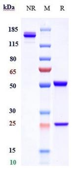 Tregalizumab Humanized Recombinant Human Monoclonal Antibody