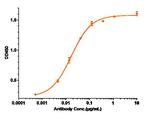 CD20 (Divozilimab Biosimilar) Antibody in ELISA (ELISA)