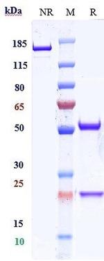 CD47 (Urabrelimab Biosimilar) Recombinant Human Monoclonal Antibody