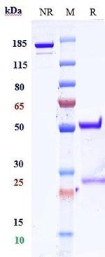 Folate Receptor alpha Biosimilar Recombinant Human Monoclonal Antibody