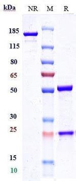 CD52 (Gatralimab Biosimilar) Recombinant Humanized mouse Monoclonal Antibody