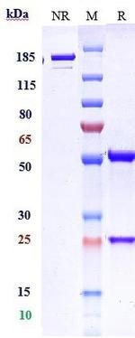 Domvanalimab Humanized Recombinant Human Monoclonal Antibody