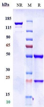 Donanemab Recombinant Human Monoclonal Antibody