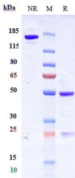 Grisnilimab Recombinant Human Monoclonal Antibody