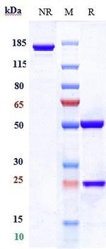 PD-1 (CD279) (Dostarlimab Biosimilar) Antibody in SDS-PAGE (SDS-PAGE)