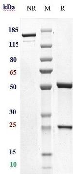 Iladatuzumab Humanized Recombinant Human Monoclonal Antibody