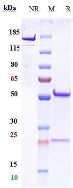 CD9 Biosimilar Recombinant Human Monoclonal Antibody