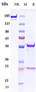 E-cadherin Humanized Biosimilar Antibody in SDS-PAGE (SDS-PAGE)