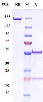 CD66a (CEACAM1) (Biosimilar) Recombinant Human Monoclonal Antibody