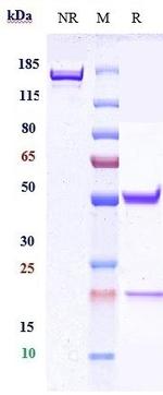 CD66e (CEACAM5) (Cergutuzumab Biosimilar) Recombinant Human Monoclonal Antibody