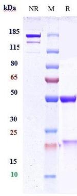 Ebronucimab Recombinant Human Monoclonal Antibody