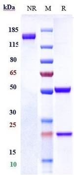 Tinurilimab Humanized Antibody in SDS-PAGE (SDS-PAGE)