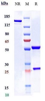IL-6 (Elsilimomab Biosimilar) Antibody in SDS-PAGE (SDS-PAGE)