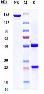 CLEC4C (Litifilimab Biosimilar) Antibody in SDS-PAGE (SDS-PAGE)