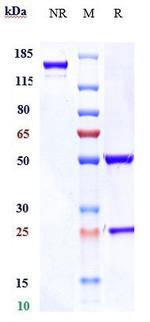 Enapotamab Antibody in SDS-PAGE (SDS-PAGE)