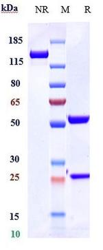 Ravulizumab Humanized Antibody in SDS-PAGE (SDS-PAGE)