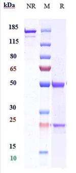 C5AR1 Humanized Biosimilar Recombinant Human Monoclonal Antibody