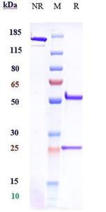 CSF1R (CD115) (Emactuzumab Biosimilar) Antibody in SDS-PAGE (SDS-PAGE)