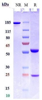 GM-CSF (Lenzilumab Biosimilar) Antibody in SDS-PAGE (SDS-PAGE)