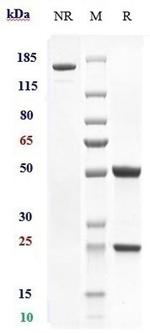 ITGA4/ITGB7 (Etrolizumab Biosimilar) Recombinant Human Monoclonal Antibody