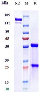 Evolocumab Recombinant Human Monoclonal Antibody