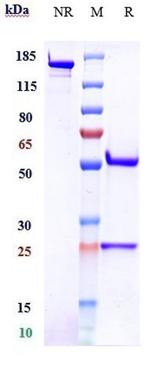 PD-1 (CD279) (Finotonlimab Biosimilar) Antibody in SDS-PAGE (SDS-PAGE)