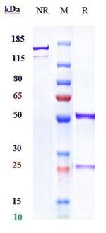 Nurulimab Recombinant Human Monoclonal Antibody