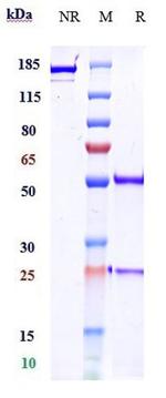 Zalifrelimab Recombinant Human Monoclonal Antibody