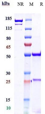 IL-17A (Biosimilar) Antibody in SDS-PAGE (SDS-PAGE)