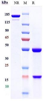 IL-17A (Perakizumab Biosimilar) Antibody in SDS-PAGE (SDS-PAGE)