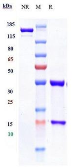 IL-17A (Vunakizumab Biosimilar) Antibody in SDS-PAGE (SDS-PAGE)