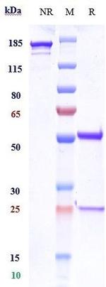 CD3 (Foralumab Biosimilar) Antibody in SDS-PAGE (SDS-PAGE)