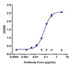 TGF beta-1 (Fresolimumab Biosimilar) Recombinant Human Monoclonal Antibody