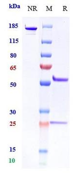 DLL4 Biosimilar Recombinant Human Monoclonal Antibody