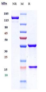 IL-1 beta (Gevokizumab Biosimilar) Antibody in SDS-PAGE (SDS-PAGE)