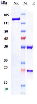 EGFR (Depatuxizumab Biosimilar) Antibody in SDS-PAGE (SDS-PAGE)