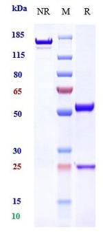 EGFR (Biosimilar) Antibody in SDS-PAGE (SDS-PAGE)