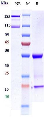 Imgatuzumab Humanized Recombinant Human Monoclonal Antibody