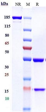 EGFR (Laprituximab Biosimilar) Antibody in SDS-PAGE (SDS-PAGE)