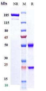Necitumumab Antibody in SDS-PAGE (SDS-PAGE)