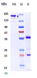 Golimumab Recombinant Human Monoclonal Antibody